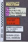 Etiketten zu Gambrinus rufihumeralis (NHMW-ZOO-COL-0008589)